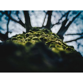 Fototapetas Medžio kamienas su žieve